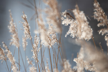 reeds in the rays of the sun photo for text