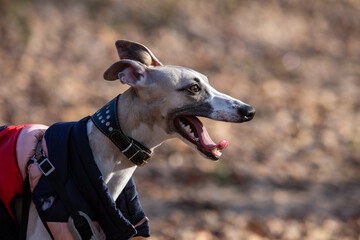 English miniature greyhound, whippet, on a walk