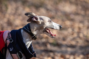 English miniature greyhound, whippet, on a walk