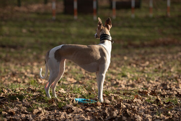 English miniature greyhound, whippet, on a walk