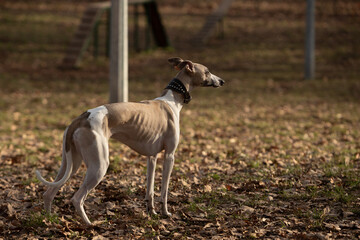 English miniature greyhound, whippet, on a walk