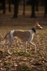 English miniature greyhound, whippet, on a walk