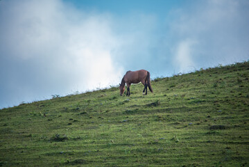 Horse grazing on a hill with blue sky in the background