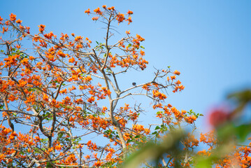 orange flowered tree with blue sky in the background on a sunny day