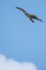 South American Chimachima Falcon flying over the blue sky in portrait format