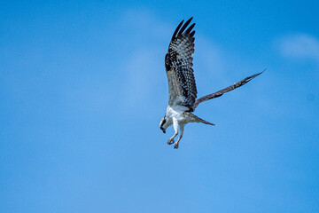 bird of prey showing its talons as it falls from the sky in hunting attitude