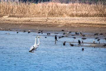 two Herons and several ibis on the shore of a blue lagoon on a sunny day