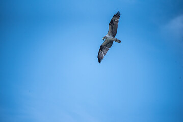 Bird of prey in search attitude over a blue sky with copy space