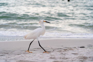 Snowy Egret on the Beach