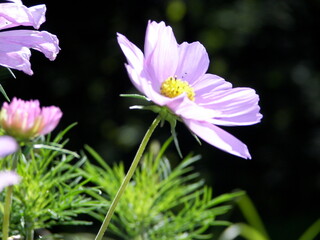 Fototapeta premium cosmo in bloom