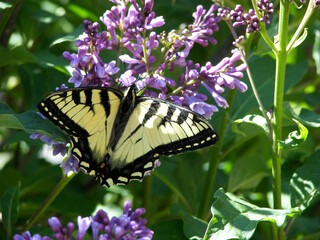 Butterfly on lilac tree