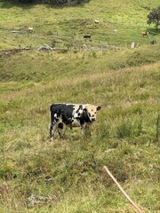 Toro en potrero