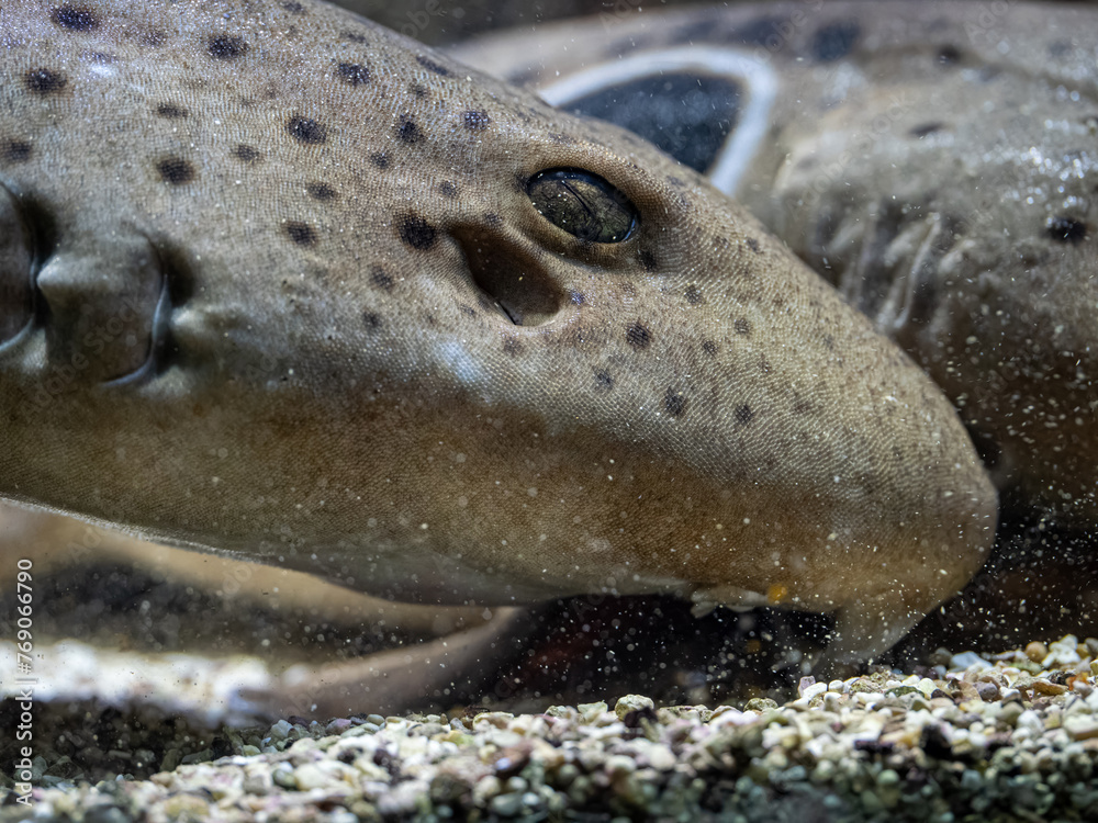 Canvas Prints a small shark spotted on the head in detail.