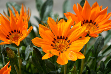 Mittagsgold in voller Blüte
