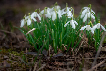 first spring flowers, snowdrops in garden back yard