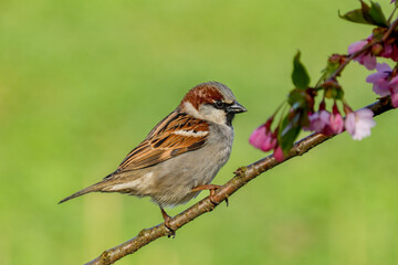 sparrow on sakura branch