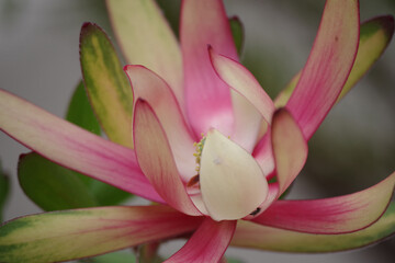 Obraz premium Flowering tip of a Leucadendron Safari Sunset Conebush