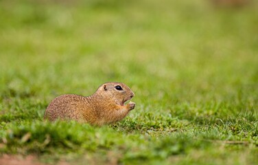 Naklejka na ściany i meble Adorable cuddly pet. European ground squirrel eating food in national park Muranska planina in Slovakia.