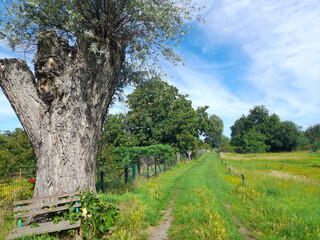 Baum vor Landschaft