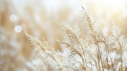 Obraz premium Tranquil and elegant spring abstract minimalistic background in calming white hues