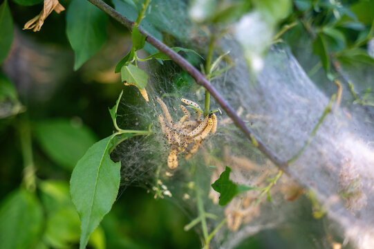 Web moth caterpillars in a web