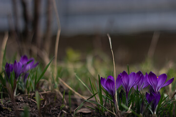 Purple crocus snowdrop growing in the garden. Early spring landscape.