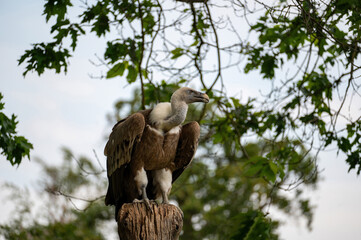 A vulture on a tree stump