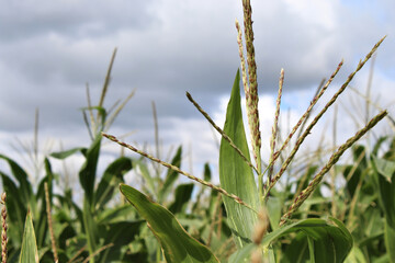 Maispflanze mit Blüte