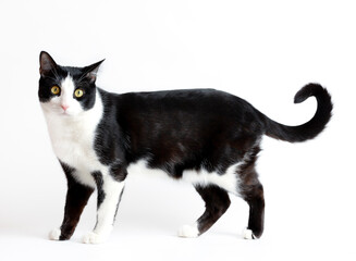A cute white with black cat stands at full height. isolated - 769069992