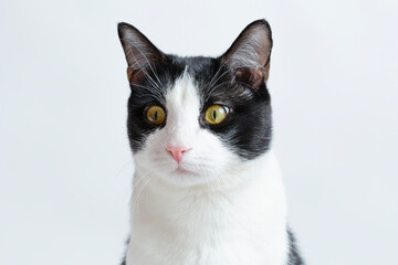 Surprised look of a cat bicolor white with black portrait. isolated