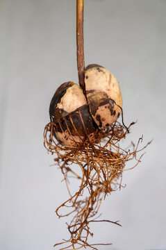 Avocado core with roots