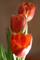 widok na kwiaty tulipana