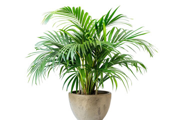 Fototapeta na wymiar Parlor Palm Plant in a Pot Isolated on Transparent Background