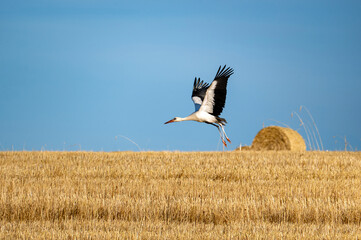 A stork flies over a harvested field