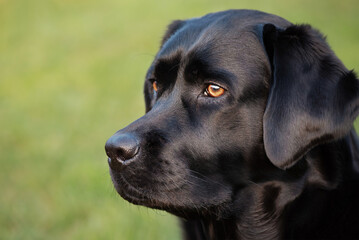 Portrait of a black Labrador retriever dog. A pet, an animal.