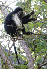Royal Colobus (Colobus) on the tree