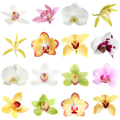 Obraz premium Different beautiful orchid flowers isolated on white, set