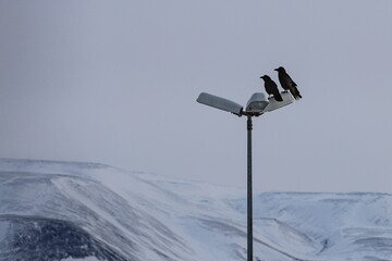 crows perching on a lantern  against winterly landscape