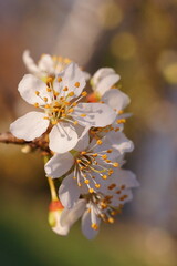 The revival of nature; photo with a branch of cherry plum flowers; Prunus cerasifera	