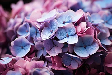 Rolgordijnen Flowers background banner texture - Closeup of purple blue beautiful blooming hydrangea field. © Olha