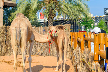 A camel stares alongside a smaller camel inside an animal enclosure at the Al Fahidi Historical...