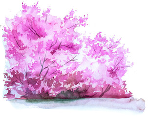 Pink blooming bush clipart isolated on white. Watercolor spring blossom painting.