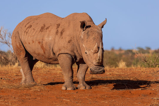 Male Southern White Rhinoceros (Ceratotherium simum simum) in Kalahari Desert in his natural habitat