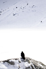 samotny ptak, kruk na skale na tle śniegu w Tatrach