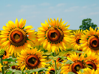 Obraz premium sunflowers in the field