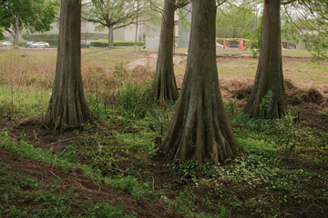 Low horizontal view of four cypress trees on the edge of a walking trail.Grass and weeds and a...
