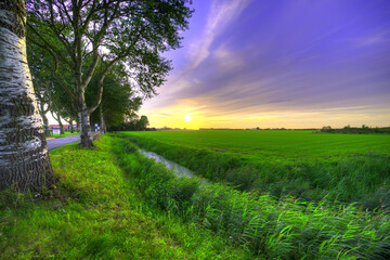 Big trees observing a rural sunset in Holland. - obrazy, fototapety, plakaty