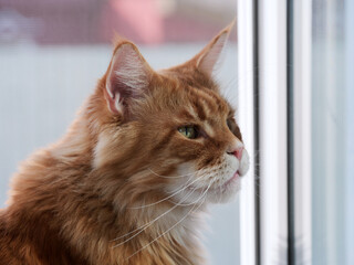 A red Maine coon cat sitting on the windowsill of a window with a mosquito net. Close up.