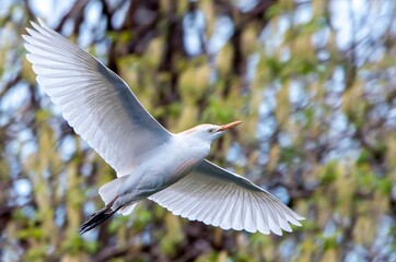 Cattle egret flying. Closed plane
