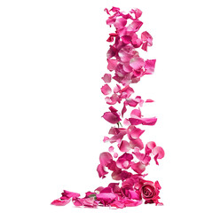 Pink rose flower petals falling isolated on white or transparent background